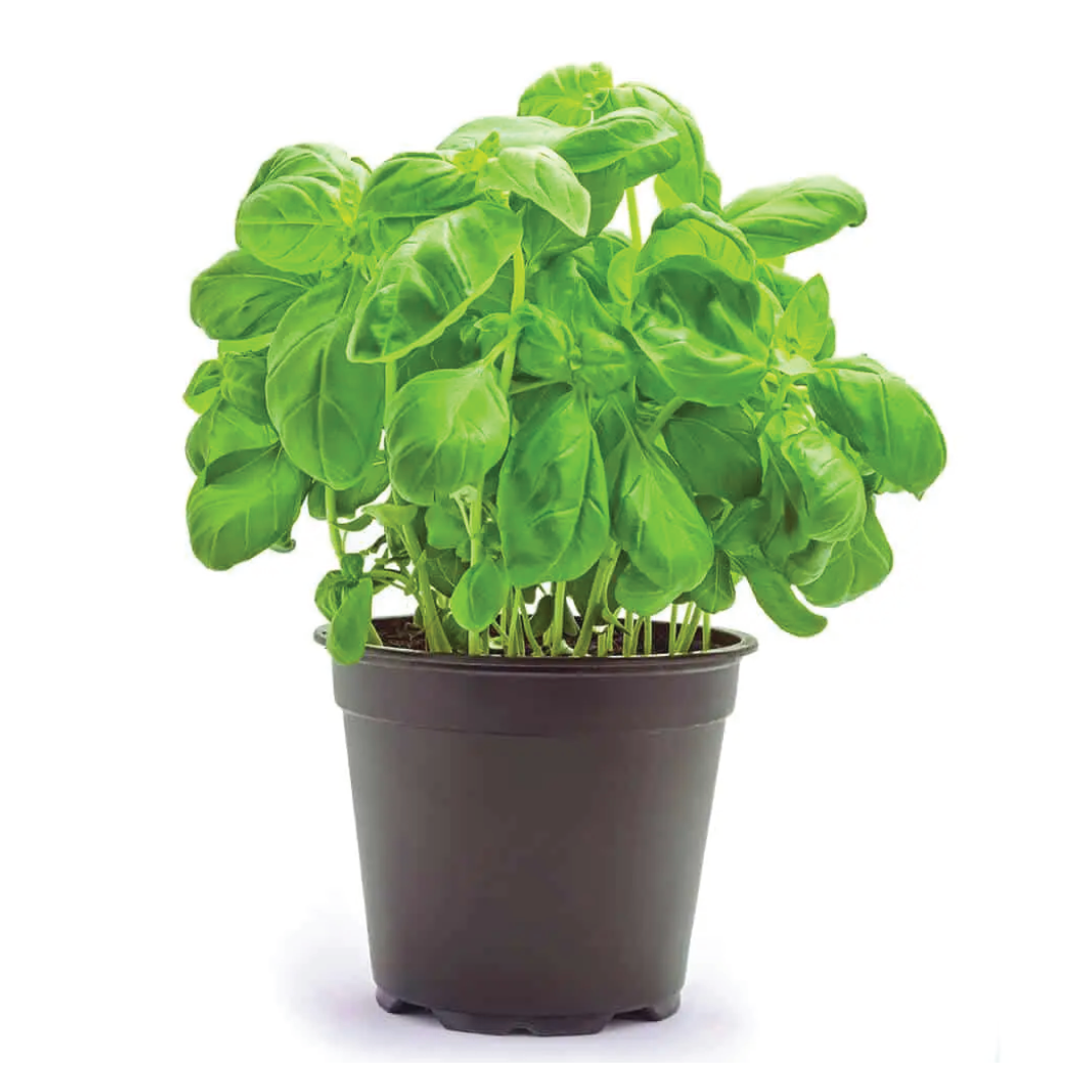Albahaca