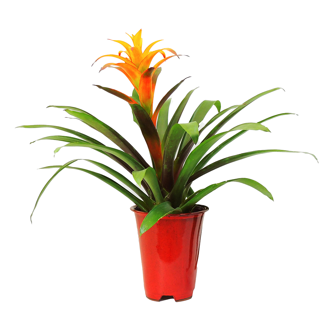 Bromelia