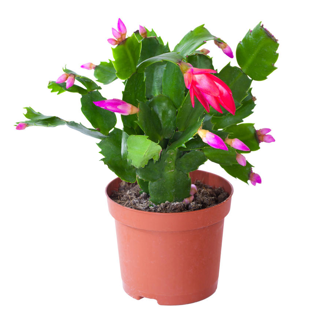 Cactus de Navidad