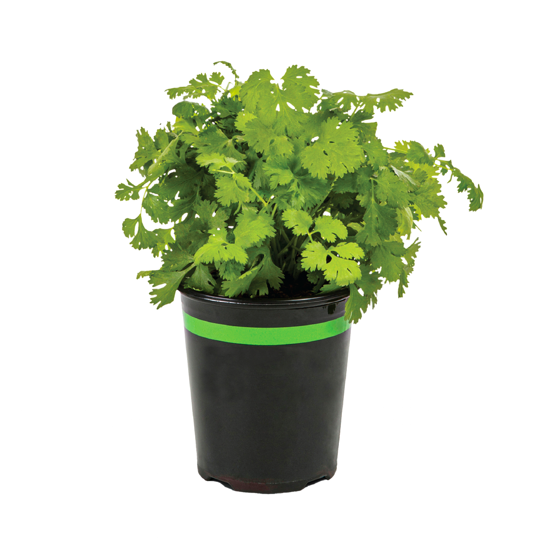 Cilantro
